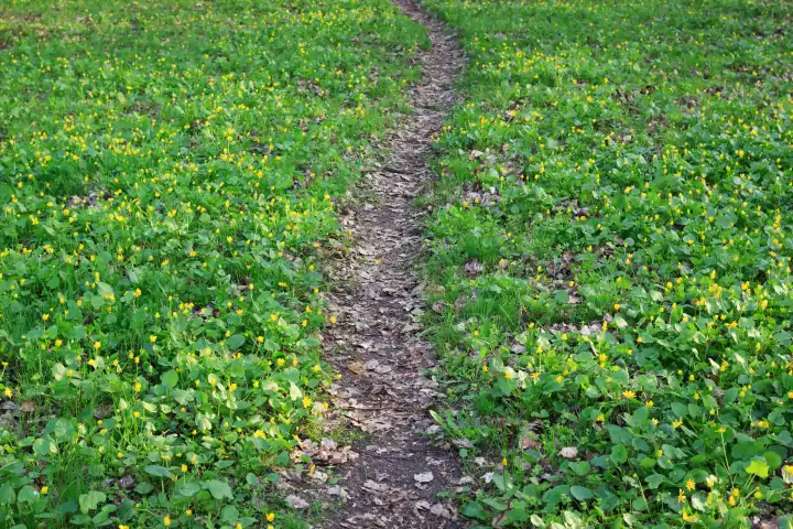 The dirt pathway in park between the green grass lawn with yellow flowers. Spring scenic background.