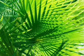 Decorative exotic palm plant. Vibrant green color bush with sunlight and lush yucca leaves. Tropical natural background closeup.