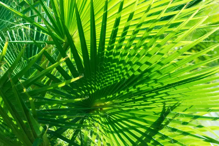 Decorative exotic palm plant. Vibrant green color bush with sunlight and lush yucca leaves. Tropical natural background closeup.