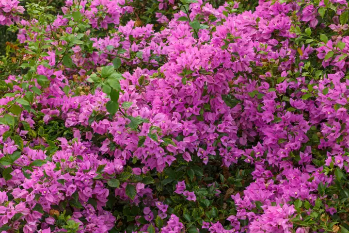 Pink bloom of decorative Bougainvillea tree in park.