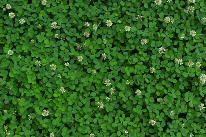Natural green plant carpet with tiny leaves and flowers. Vibrant floral cover on the ground.