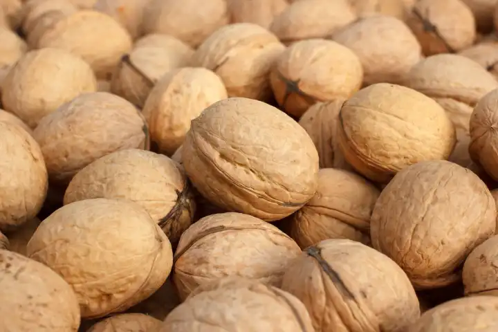The natural dried walnuts. Closeup view. Natural product crop, unpeeled.