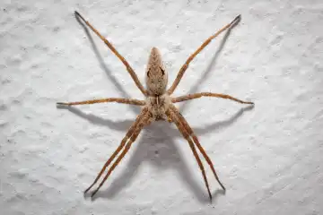 The common European domestic spider Tegenaria. The macro photo of spooky insect with scary shadow on the wall of house.