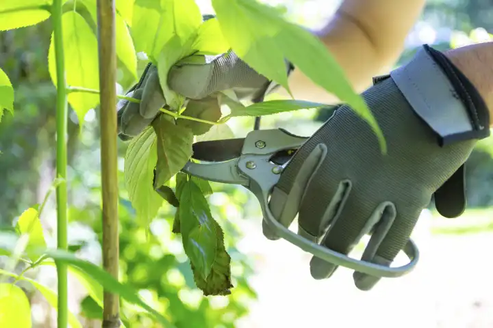 Mann bei der Gartenarbeit mit Gartenschere, Hand mit Handschuhen und Schere beim Schneiden der Äste des Baumes im Garten