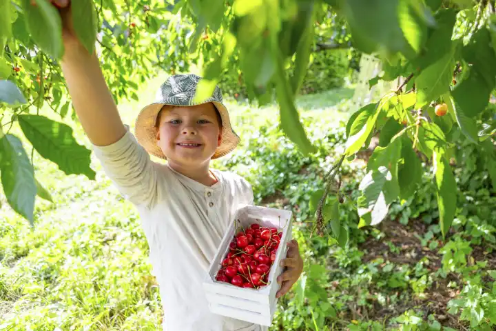 28 June 2023: A happy little boy picks ripe cherries from a cherry tree in the garden in bright sunshine and collects them in a wooden basket