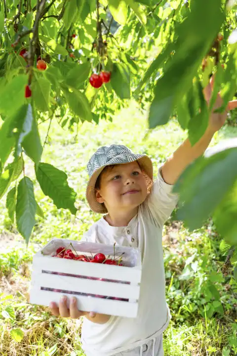 Ein glücklicher kleiner Junge pflückt bei strahlendem Sonnenschein reife Kirschen von einem Kirschbaum im Garten und sammelt sie in einem Holzkorb