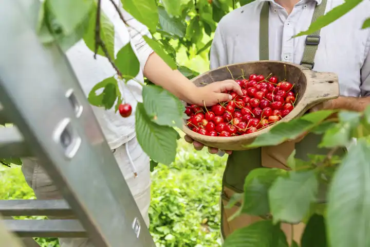 28 June 2023: A happy little boy is picking ripe cherries from a cherry tree in the garden with his father in bright sunshine. The son helps the father with the gardening