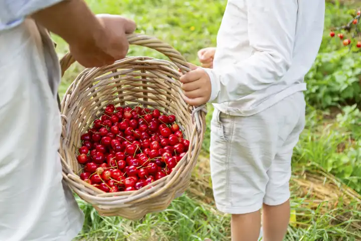 28 June 2023: Father and son picking cherries together in the garden. Child and father together holding woven basket with freshly picked cherries