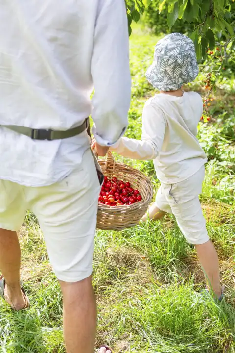 28 June 2023: Father and son picking cherries together in the garden. Child and father together holding woven basket with freshly picked cherries