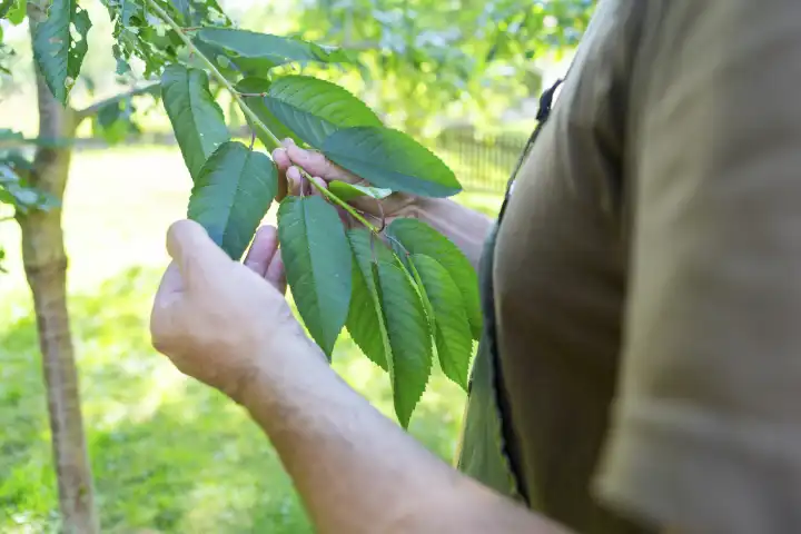 Ein Gärtner überprüft Pflanzen und Bäume im Garten auf Schädlingsbefall. Schäden durch Raupen und Insekten im Garten