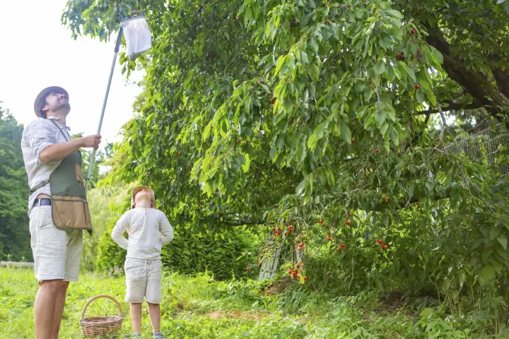 Vater und Sohn im Garten mit einem Obstpflücker bei der Ernte von Kirschen von Kirschbäumen. Mann mit Kind bei der Kirschernte