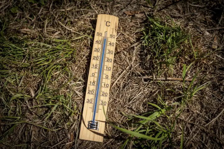 Dürre und Hitzewelle Konzept, Thermometer aus Holz liegt zwischen grünem und dürrem verwelkten Gras und Erde. Thermometer mit der Temperatur 45 Grad Celsius