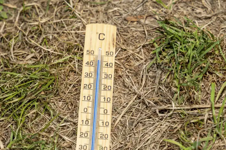 Dürre und Hitzewelle Konzept, Thermometer aus Holz liegt zwischen grünem und dürrem verwelkten Gras und Erde. Thermometer mit der Temperatur 45 Grad Celsius