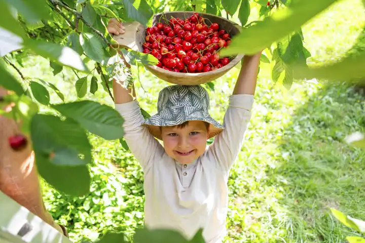 Kleiner Junge bei der Ernte von Kirschen von Kirschbäumen. Er freut sich und hält eine Schale aus Holz über dem Kopf gefüllt mit frisch gepflückten roten Kirschen. Glückliches Kind bei der Gartenarbeit