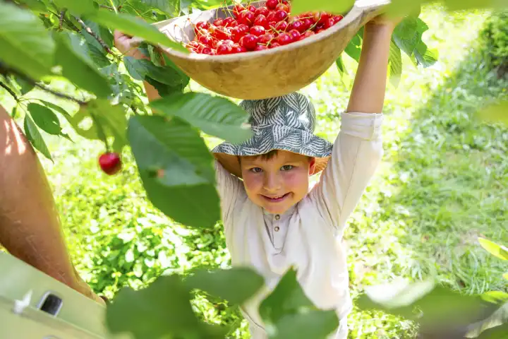 Kleiner Junge bei der Ernte von Kirschen von Kirschbäumen. Er freut sich und hält eine Schale aus Holz über dem Kopf gefüllt mit frisch gepflückten roten Kirschen Glückliches Kind bei der Gartenarbeit