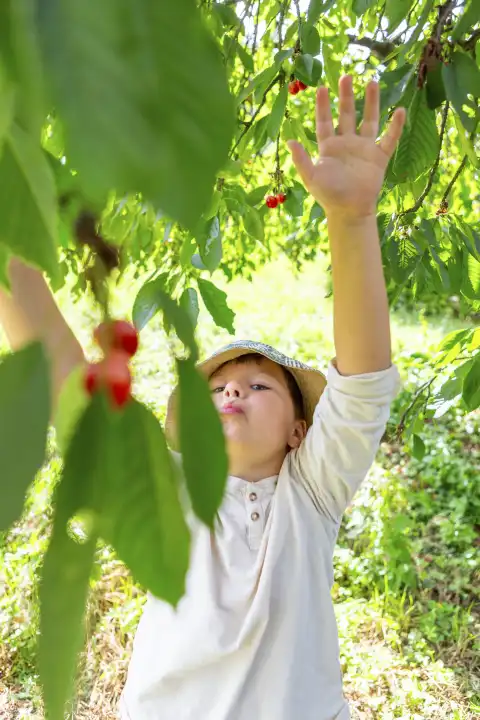 28 June 2023: A little boy eats fresh cherries from cherry trees in the garden. Child happy harvesting cherries