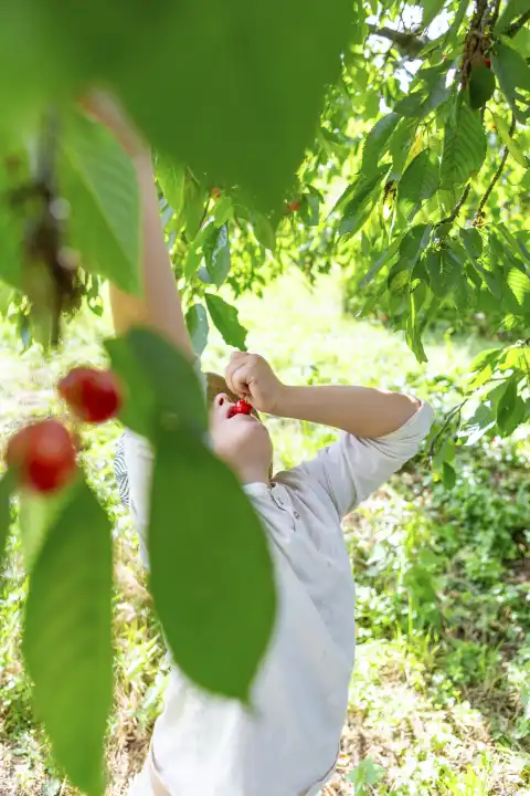 28 June 2023: A little boy eats fresh cherries from cherry trees in the garden. Child happy harvesting cherries
