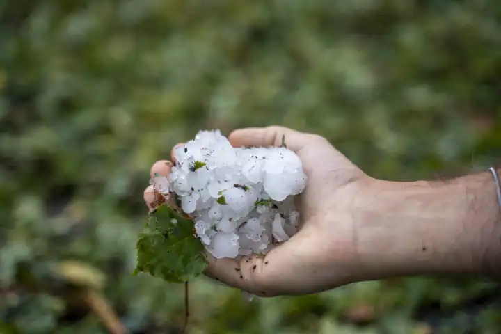 Augsburg County, Swabia, Bavaria, Germany - 26 August 2023: Theme image, damage after severe storm with thunderstorms, heavy rain, hurricane-force winds and hail. Hand of a man holds the dirt and big hailstones