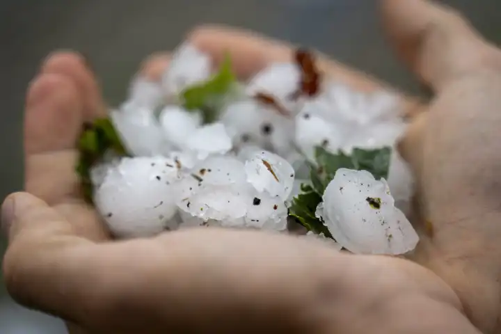 Augsburg County, Swabia, Bavaria, Germany - 26 August 2023: Theme image, damage after severe storm with thunderstorms, heavy rain, hurricane-force winds and hail. Hand of a man holds the dirt and big hailstones