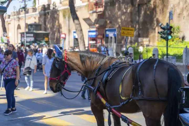 Pferd mit Scheuklappen links und rechts an eine Kutsche gebunden in Rom, Italien. Pferdekutsche