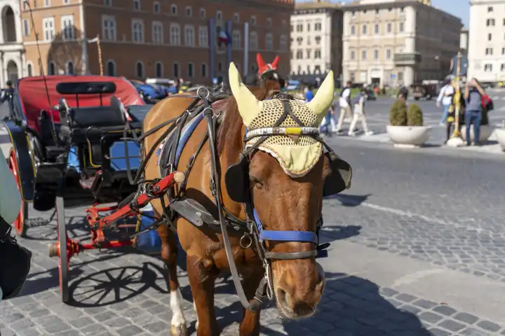 Pferd mit Scheuklappen links und rechts an eine Kutsche gebunden in Rom, Italien. Pferdekutsche