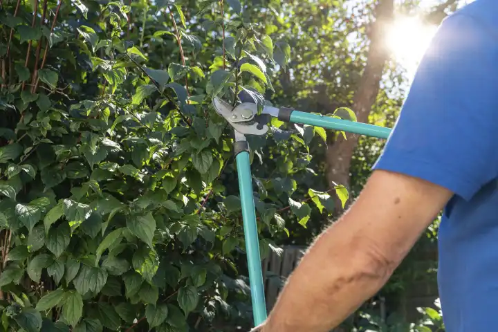 Senior Gärtner arbeitet mit der Astschere im Garten und beschneidet Äste und Bäume