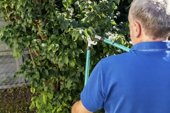Senior Gärtner arbeitet mit der Astschere im Garten und beschneidet Äste und Bäume