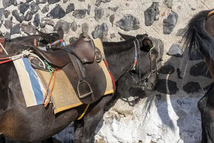 Santorini, Greece - 20 September 2023: Traditional donkeys in Santorini in Greece