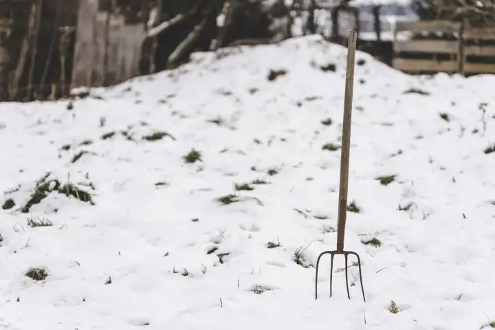 29 January 2023: A pitchfork is stuck in the snow on a farm in winter. Harvest and agriculture concept
