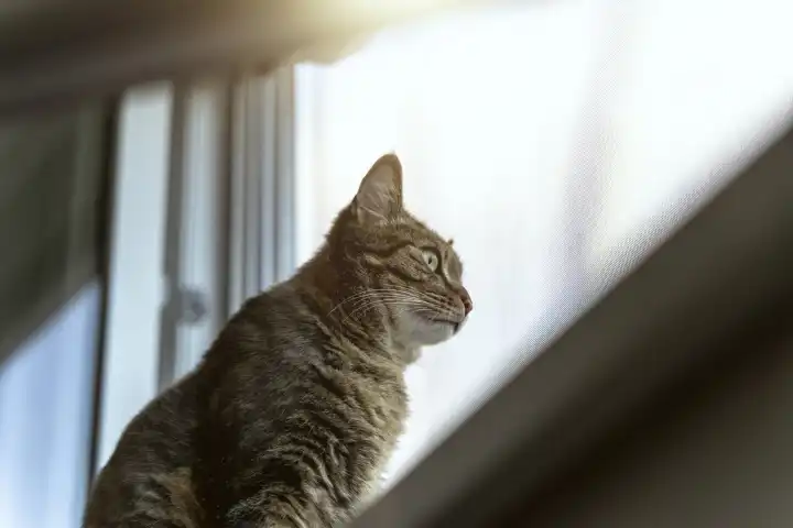 Katze sitzt an einem geöffnetem Fenster