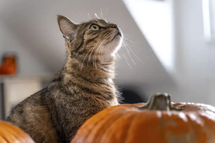 Augsburg, Bavaria, Germany - 17 October 2023: triaged cat in an apartment next to Halloween pumpkins. Pumpkin decoration to autumn