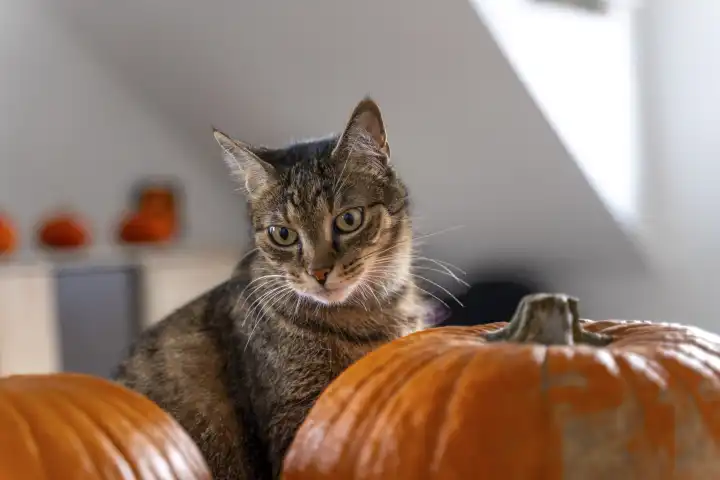 getiegerte Katze in einer Wohnung neben Halloween Kürbissen. Kürbis Dekoration zu Herbst