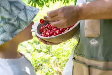 Father and son picking cherries in the garden, man gives the child a cherry from a wooden bowl