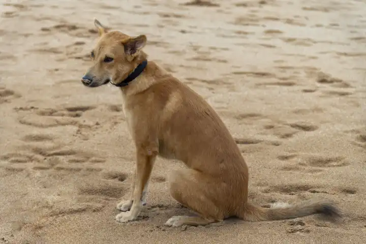 Haustier im Urlaub Konzept, Ein Hund sitzt im Sand am Strand