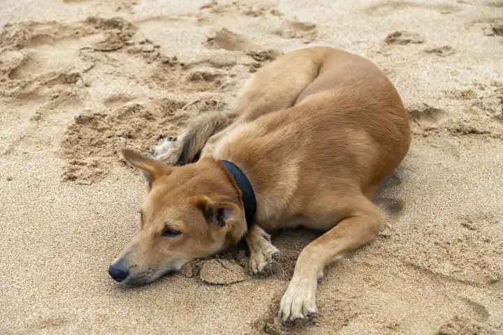 Haustier im Urlaub Konzept, Ein Hund liegt im Sand am Strand