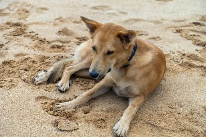 Haustier im Urlaub Konzept, Ein Hund liegt im Sand am Strand