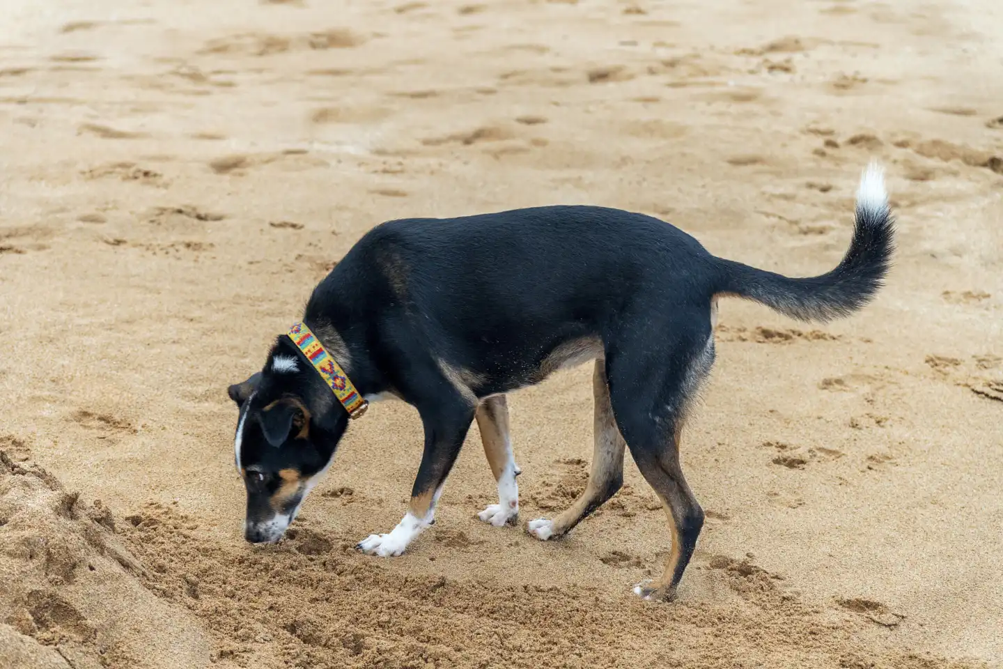 Haustier im Urlaub Konzept, Ein Hund schnüffelt und läuft durch den Sand am Strand