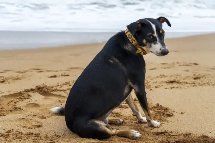 Haustier im Urlaub Konzept, Ein Hund sitz im Sand am Strand, hinter ihm das Meer