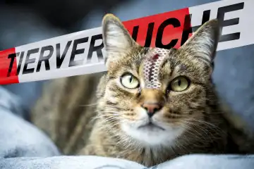 Eine frisch operierte Katze liegt auf einem Sofa, im Hintergrund ein Absperrband mit der Aufschrift: Tierversuche, Konzept zum Thema Versuche an Tieren stoppen. FOTOMONTAGE