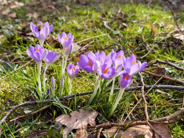Lützelburg, Bavaria, Germany - February 21, 2024: Crocuses flowers growing in a meadow in spring
