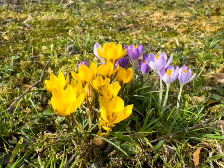 Lützelburg, Bavaria, Germany - February 21, 2024: Crocuses flowers growing in a meadow in spring