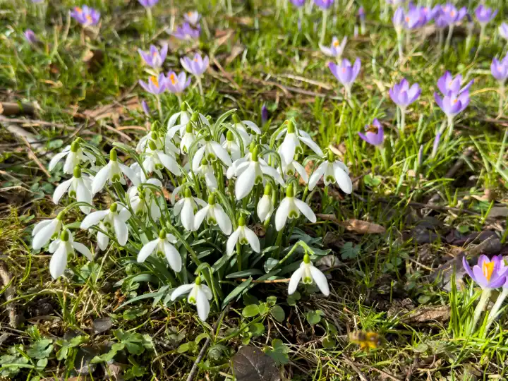 Lützelburg, Bavaria, Germany - February 21, 2024: Snowdrop (Galanthus) flowers growing in a meadow in spring