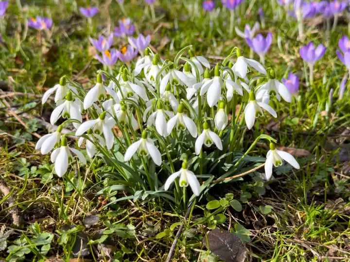 Lützelburg, Bavaria, Germany - February 21, 2024: Snowdrop (Galanthus) flowers growing in a meadow in spring