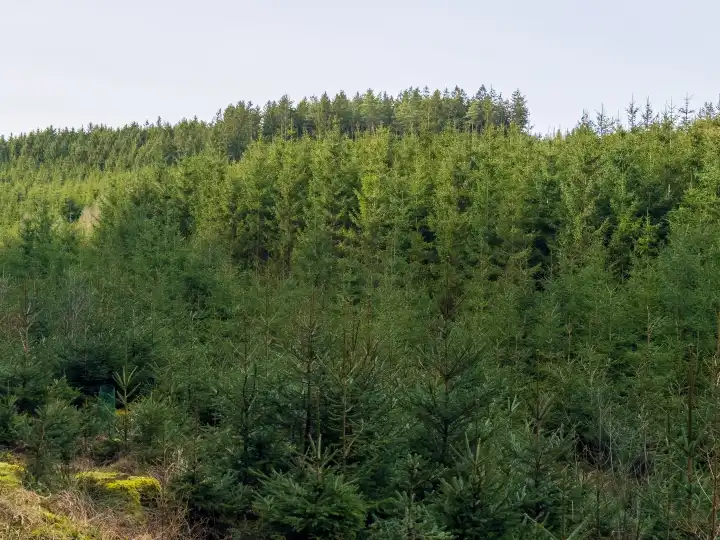 Wald mit Tannenbäumen in der Natur