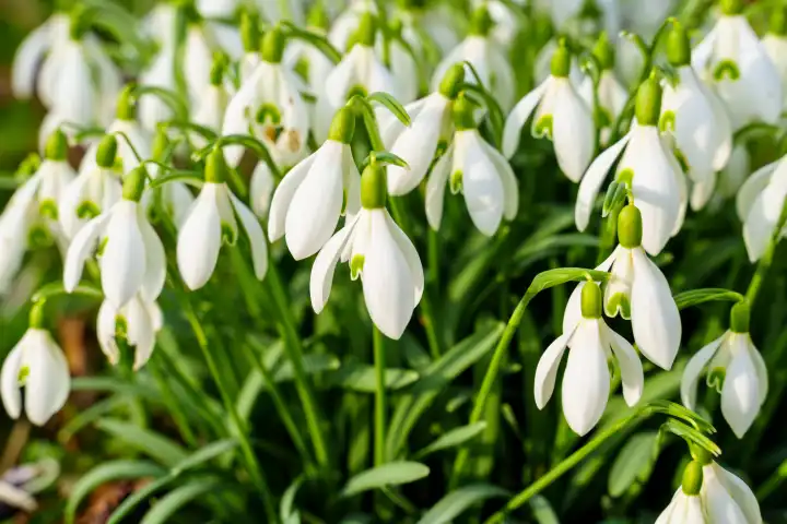 Bavaria, Germany - February 27, 2024: Snowdrop (Galanthus) flowers growing in a meadow in spring. Spring blooming flowers in nature
