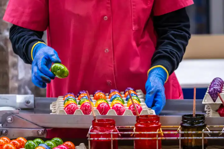 Thannhausen, Bavaria, Germany - 10 March 2024: Employee on the assembly line at the Beham egg dyeing plant in Thannhausen in Bavaria sorts Easter eggs by color