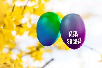 15 March 2024: Two colorful Easter eggs hanging in a blossoming tree in spring with the inscription: Egg hunt! Custom at Easter. PHOTOMONTAGE