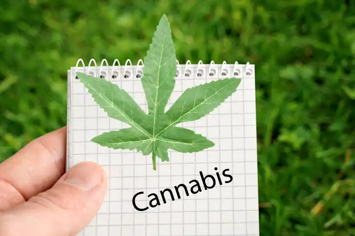 March 27, 2024: Person holding writing pad with cannabis written on it in front of weed. PHOTOMONTAGE