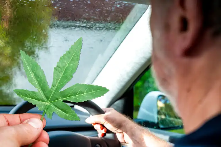 27 March 2024: Person drives car while using cannabis. Symbolic image of stoned driving, limit value and drugs at the wheel. Start of the cannabis law. PHOTOMONTAGE