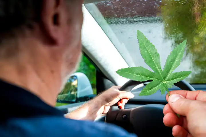 Person fährt Auto unter Konsum von Cannabis. Symbolbild bekifft Autofahren, Grenzwert und Drogen am Steuer. Start des Cannabis-Gesetz. FOTOMONTAGE